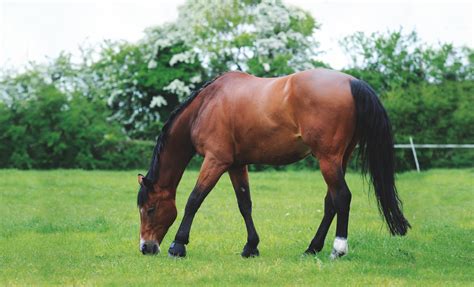 All about sheath cleaning for horses - Your Horse