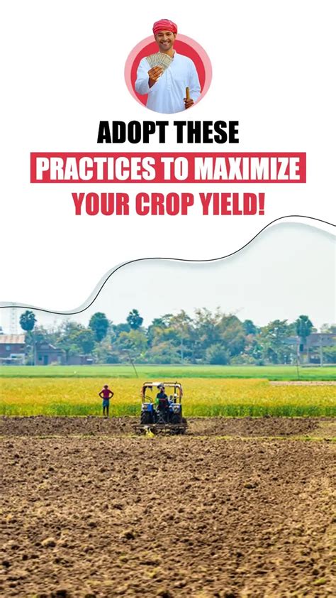 Tips For Maximizing Crop Yields And Minimizing Costs