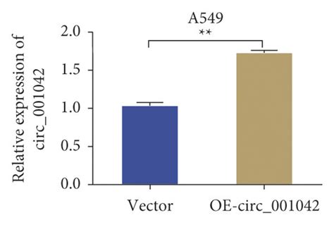 Circ 001042 Inhibits The Proliferation Migration And Invasion Of Luad Download Scientific