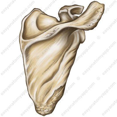 Scapula Easy Anatomy D