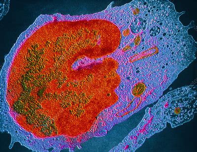 False Colour TEM Of Human Monocyte Stock Image P276 0021 Science