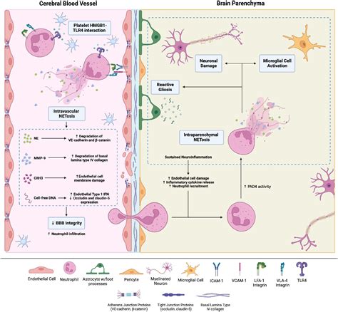 Frontiers Neutrophil Extracellular Traps In Central Nervous System