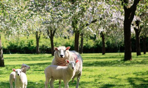 A Guide To Our Lamb Spring Lamb Hogget And Mutton Farmison And Co