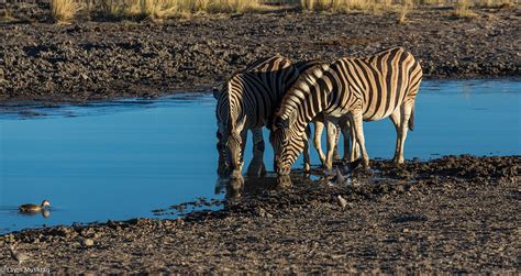 Wildlife in Namibia on Behance