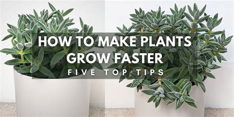 How To Make Plants Grow Faster 5 Easy Tips By Ourhouseplants