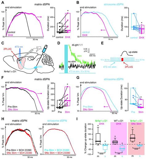 Dopamine Oppositely Modulates State Transitions In Striosome And Matrix