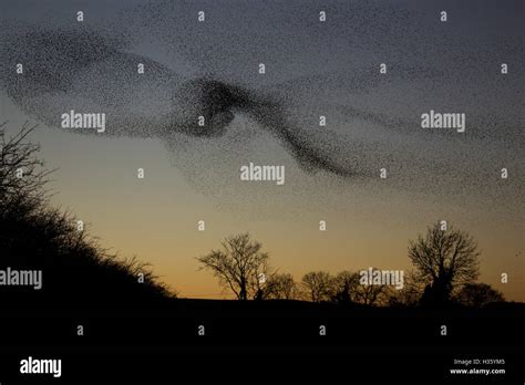 Common Starling flock ,Sturnus vulgaris, in Westbury, Shropshire,uk ...