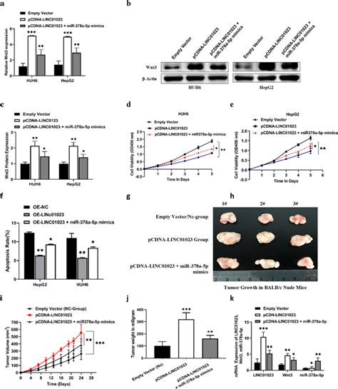 Mir 378a 5pwnt2 Involved In The Linc01023 Mediated Hepatoblastoma