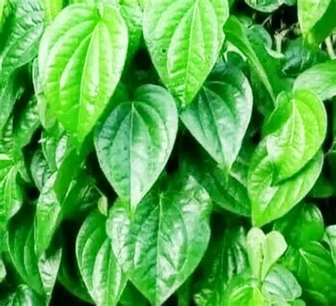 Daun Sirih Hijau Segar 50 Pcs 500 Lazada Indonesia