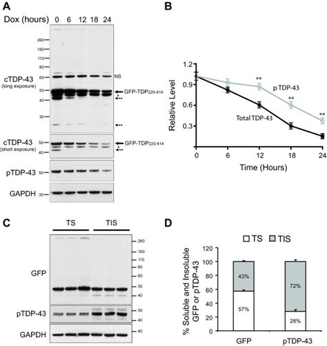 Phosphorylated Tdp 43 C Terminal Fragment Is Resistant To Proteasomal