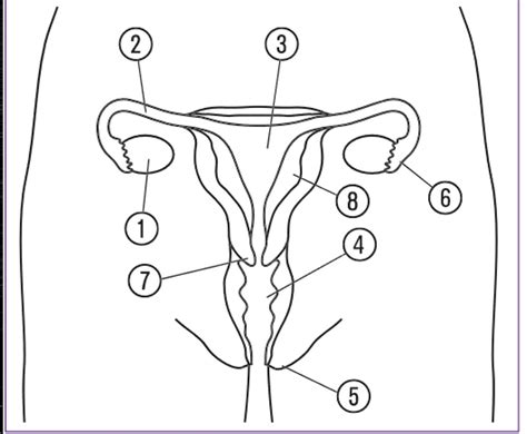 Weibliche Geschlechtsorgane Diagram Quizlet