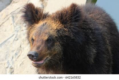 Brown Bears One Largest Carnivora Mammals Stock Photo 642165832 | Shutterstock