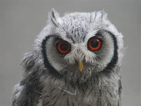 Northern White-faced Owl | Birdland Park & Gardens