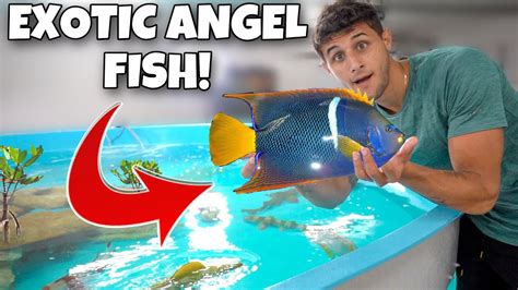 Buying Exotic Angel Fish For My Saltwater Pond Youtube