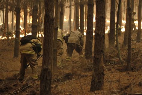 C Mo Se Recuperan Los Suelos Tras Los Incendios Forestales Del Verano