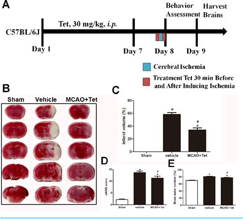 Figure From Tetrandrine Alleviates Cerebral Ischemia Reperfusion