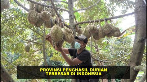 10 Provinsi Penghasil Durian Terbesar Di Indonesia Apakah Daerahmu