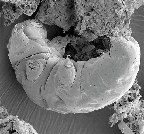 Water Bear Photograph By Steve Gschmeissnerscience Photo Library Pixels