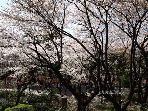 上野恩賜公園の桜 写真素材 255781 フォトライブラリー Photolibrary