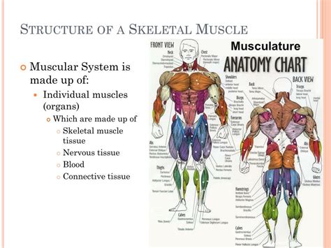 Ppt Chapter 8 Muscles Powerpoint Presentation Free Download Id2256886