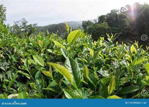 Green Tea Trees Stock Image Image Of Fresh Farming 115739233