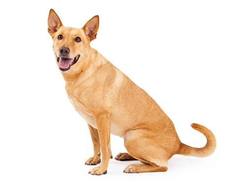 American Dingo Americas Only Native Wild Dog