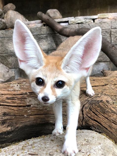 Fennec Fox Close Kim Bell Potawatomi Zoo