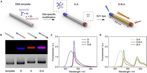 Dna Templated Programmable Excitonic Wires For Micron Scale Exciton