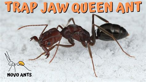 Trap Jaw Queen Ant Amazing Ant Keeping Trap Jaw Ants Youtube