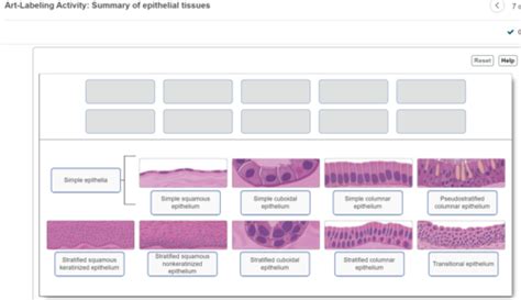 Epithelial Tissues Flashcards Quizlet