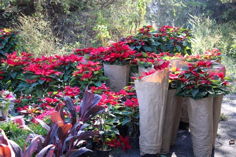 Inaugura Jos Luis Galindo Festival De La Flor De Cuetlaxochitl Del