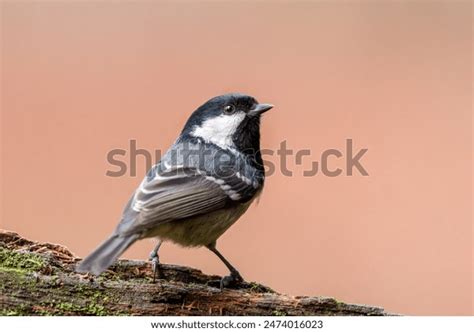 Beautiful Small Mature Tits Royalty Free Images Stock Photos Pictures Shutterstock