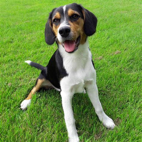 Beagle Australian Shepherd Mix