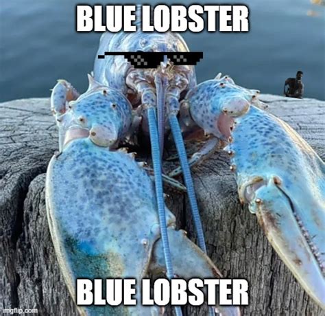 Bluelobster Imgflip