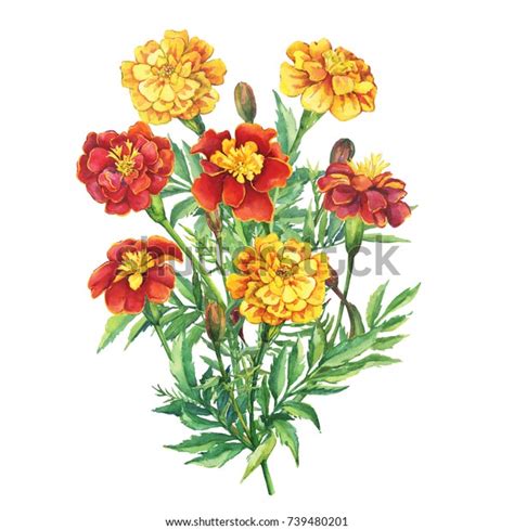 Bouquet Flowers Tagetes Patula Mexican Marigold Stock Illustration 739480201