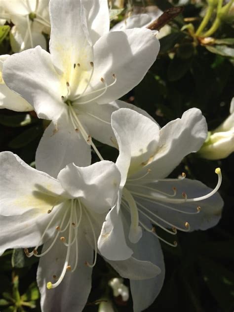 Azalea Ultimate White 7 Pot Hello Hello Plants