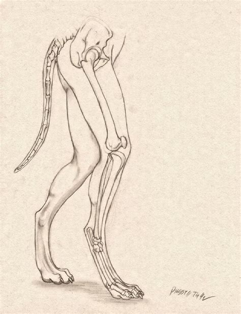 Wolf Anthro Anatomy Lower Bone Structure By Https Deviantart