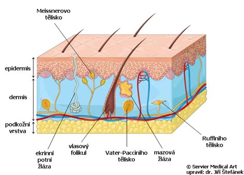 Kožní adnexa Medicína nemoci studium na 1 LF UK