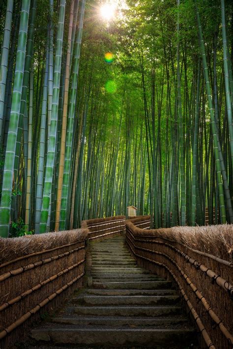 Aesthetic Bamboo Forest Em 2024 Lindas Paisagens Belas Imagens