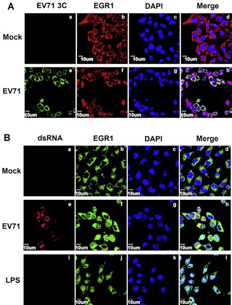 The Cellular Localization Of EGR1 And EV71 A RD Cells Were Infected