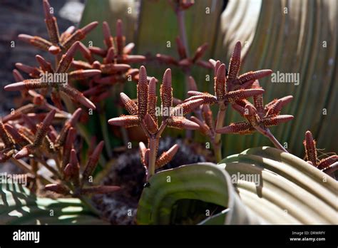 Welwitschia Mirabilis Muestra De Flores En El Monumento Nacional Bosque