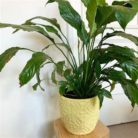 Peace Lily Brown Tips: Reasons and Solutions