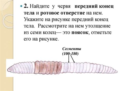 Внешнее строение дождевого червя. Лабораторная работа - презентация онлайн
