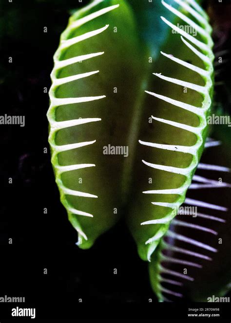 Macro Image Of The Jaws Of An Insect Eating Carnivorous Venus Fly Trap