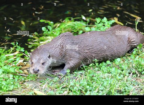 La Nutria Eurasi Tica Lutra Lutra Tambi N Conocida Como Nutria