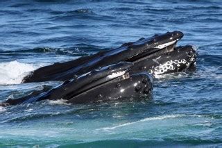 The Rarity Of North Atlantic Right Whales Wild View