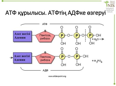 АТФ молекуласының құрылысы мен қызметтері - презентация онлайн