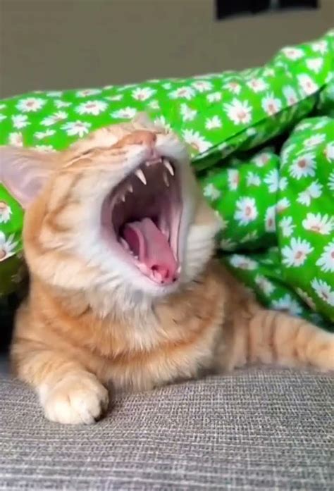 Сторожа мы😀🐈‍⬛ 🐈#котики#shorts - YouTube