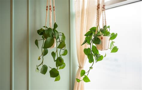 9 Types Of Vine Plants To Grow Indoors - Indoor Plants