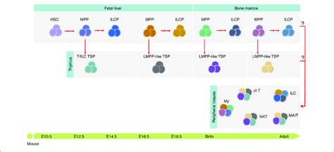 Tissue Resident Immune Cells Are Mosaic Of Cells Derived At Different